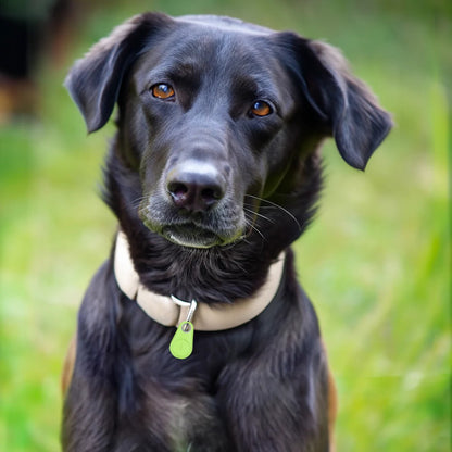 Wireless Pet Tracker with 33-Foot Range and Safe Zone Alerts